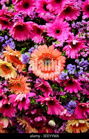 Leuchtende Blumen blühen in einem farbenfrohen, dichten Arrangement. Rosa, orange und violette Blüten füllen den gesamten Rahmen. Jedes Blütenblatt strahlt einen lebendigen Farbton mit so aus Stockfoto