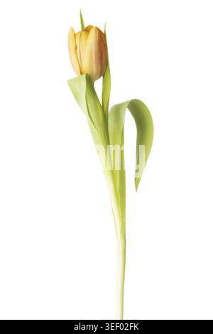 Eine getrennte frische Tulpenblüte. Isoliert auf weiß Stockfoto