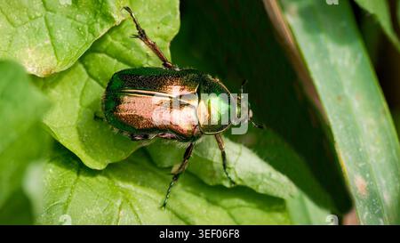 Rosenscheuerkäfer auf grünen Blättern in der Natur Stockfoto