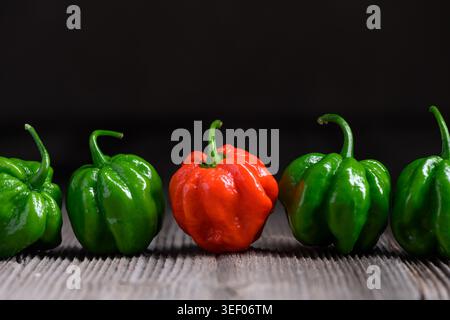 Habanero-Paprika in Reihe auf Holzoberfläche mit einem roten Akzent angeordnet. Frisches Chili-Sortiment, grüne und rote Sorten, minimale Zusammensetzung Stockfoto