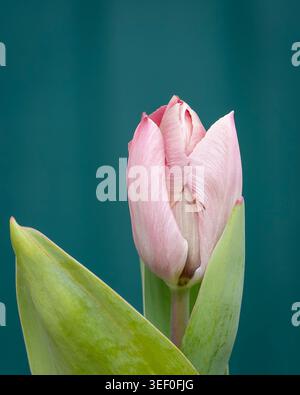 Elegante blassrosa Tulpe „Mistress Mystic“-Knospe mit weichen grünen Blättern vor tiefblauem Hintergrund, erfasst in zartem natürlichem Licht. Stockfoto