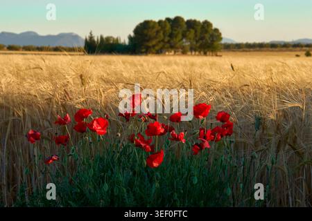 Rotmohn (Papaver rhoeas) auf einem Weizenfeld in Andalusien, Spanien. Fuente de Piedra, Malaga. Stockfoto