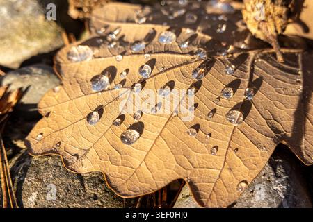 Makroaufnahme eines braunen Eichenblattes mit glitzernden Wassertropfen - saisonale Textur und geringe Schärfentiefe Stockfoto