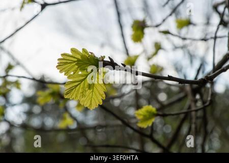 Junge Eichenblätter auf einem Zweig im Frühjahr Stockfoto