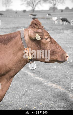 Braune Kuh steht auf Weide mit markiertem Hals. Der Kragen trägt ein nummeriertes Etikett und einen Metallring. Ohrmarke zeigt Identifikationsnummer an. Andere Rinder weiden in der Nähe Stockfoto