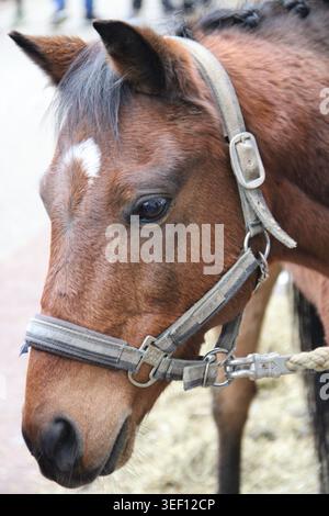 Braunes Pferd mit weißer Markierung im Gesicht. Die graue Lederhalterhalterung passt perfekt an. Dunkle Augen sehen ruhig und sanft aus. Weiche Mähne umrahmt sein durchdachtes Gesicht. Perfekt Stockfoto