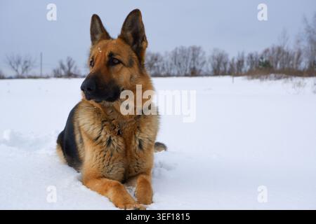 Deutscher Schäferhund, der im Schnee gegen den Himmel liegt. Hund führt die Befehle des Besitzers aus. Stockfoto