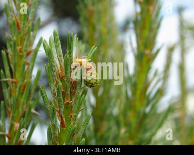 Junge Triebe von Kiefern. Kleiner Tannenzweig mit kleinen Kegeln und frischen Sprossen Stockfoto