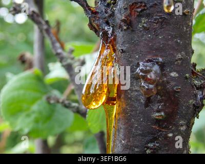 Bernsteinfarbene Harztropfen. Harz auf dem Baum im Obstgarten. Orangenes Naturharz auf einem Baum Stockfoto