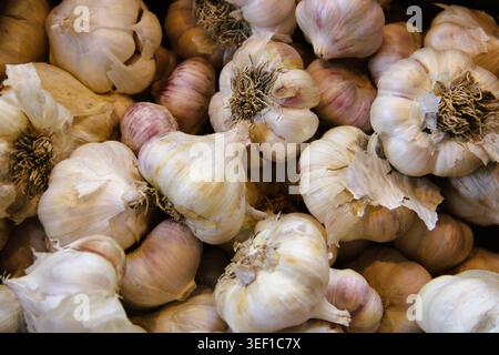 Frische Knoblauchzwiebeln stapeln sich bei Nahaufnahme zusammen. Die Haut weist natürliche Falten und subtile Farbvariationen auf. Einige Nelken zeigen trockene Stiele in ihrer Mitte Stockfoto