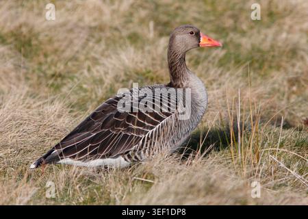 GRAUGANS (Anser anser) auf Moorland, Großbritannien. Stockfoto