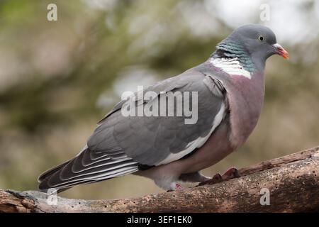WALDTAUBE (Columba palumbus) sitzt auf einem Ast, UK. Stockfoto