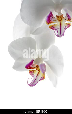 Makroansicht von weißen und rosafarbenen Orchideen auf weißem Hintergrund Stockfoto