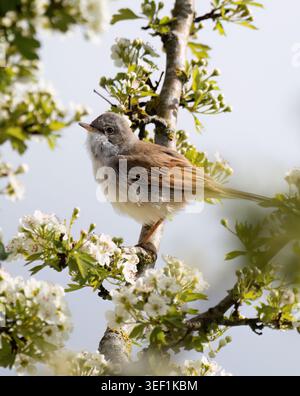 Ein gemeiner Weißdornstrauch (Curruca communis), der im Abendsonnenlicht auf einem blühenden Weißdornstrauch, Norfolk, thront Stockfoto