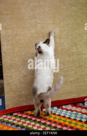 Katzenkatze, die auf Hinterbeinen steht und drinnen eine beigefarbene Wand hochzieht Stockfoto