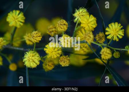 Leuchtend gelbe Mimosa-Blüten, die in der Natur blühen, Makroaufnahme von Akazien Saligna auf dunkelgrünem Hintergrund Stockfoto