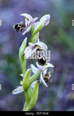 Ophrys kotschyi Orchidee blüht in der Natur, vertikale Makroaufnahme der seltenen ZypernbienenOrchidee mit zarten gemusterten Lippen und hellen Blütenblättern in Akte 3 Stockfoto
