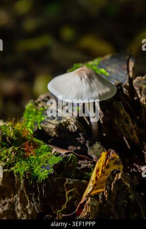 Psathyrella- und Mycena galericulata-Pilze gedeihen in der Dämmerung auf einem verrottenden Baumstamm in einer ruhigen Waldlandschaft, die ihre zarten Kappen und Stifte hervorhebt Stockfoto