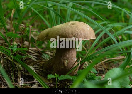 Ein Sommerbolete steht anmutig in dichtem Gras und Laub und zeigt seine einzigartige Form und seine Erdtöne in einer ruhigen Waldumgebung im Sommer Stockfoto