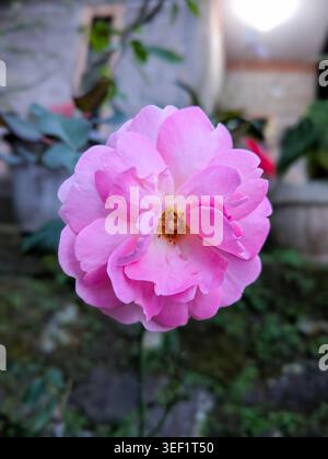Wunderschöne rosa Rosenblüten blühen im Garten Stockfoto