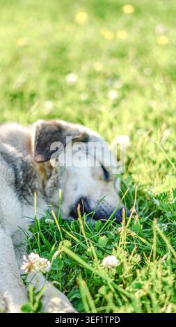 Ein Hund, der friedlich in hohem, sonnendurchflutetem grünem Gras schläft. Stockfoto