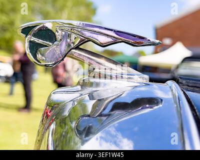 Nahaufnahme einer verchromten Wolseley-Kapuze an einem Oldtimer auf einer britischen Oldtimer-Show in Großbritannien Stockfoto