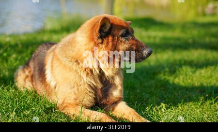 Ein Schäferhund ruht ruhig auf einem grünen Rasen am See im Sonnenlicht Stockfoto