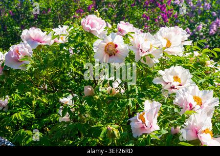 Pfingstrosen blühen im Garten. Blumenhintergrund. Wunderschöne rosafarbene Baumpfingstrosen. Gelbe Staubblätter: Detaillierte Nahaufnahme der Paeonia Rockii Blume in Bloom Stockfoto
