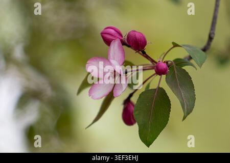 Wunderschöne rosa Apfelbäume und Blüten auf einem Zweig, der sich im Frühlingsgarten öffnet. Stockfoto