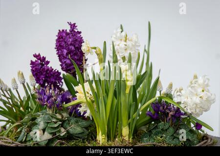 Farbenfrohes Frühlingsblumen-Arrangement mit blühenden Hyazinthen, Narzissen, Cyclamen und Muscari in einem dekorativen Gartenbehälter. Stockfoto