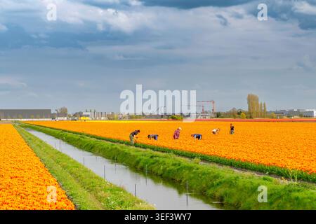 Alkmaar, Niederlande - 17. April 2026: Eine Gruppe männlicher und weiblicher Landarbeiter erntet OrangenTulpen auf einem weiten Feld, das durch einen Kanal unter einem dra geteilt wird Stockfoto