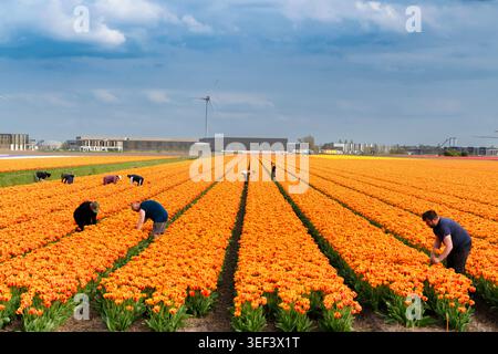 Alkmaar, Niederlande - 17. April 2026: Männliche und weibliche Landarbeiter ernten in einem großen blühenden Feld mit einer Windturbine und Stockfoto