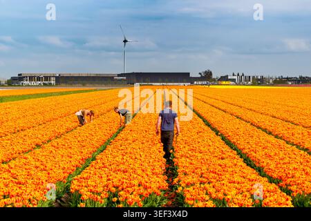 Alkmaar, Niederlande - 17. April 2026: Ein männlicher Landarbeiter spaziert durch Reihen oranger Tulpen, während weibliche Kollegen Blumen in einer riesigen Blüte ernten Stockfoto