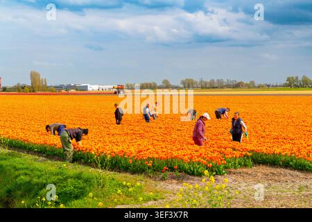 Alkmaar, Niederlande - 17. April 2026: Eine vielfältige Gruppe von männlichen und weiblichen Landarbeitern erntet sorgfältig orange Tulpen in einem riesigen blühenden fels Stockfoto