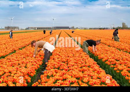 Alkmaar, Niederlande - 17. April 2026: Männliche und weibliche Landarbeiter pflegen sorgfältig auf einem riesigen blühenden Feld mit leuchtenden orangefarbenen Tulpenreihen Stockfoto
