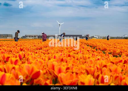 Alkmaar, Niederlande - 17. April 2026: Ein flacher Blickwinkel, der stark verschwommene (selektive Fokussierung) orange Tulpen im Vordergrund betont, mit fa Stockfoto