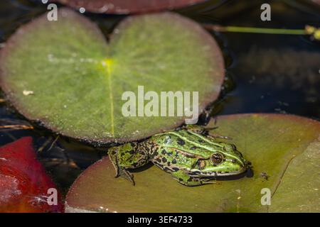 Europäischer grüner Frosch auf Seerosenblatt im Teich, Tierwelt aus nächster Nähe in natürlichem Süßwasserhabitat Stockfoto