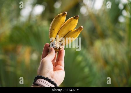 Eine Nahaufnahme einer Person, die einen kleinen Haufen frischer, gelber Bananen in der Hand hält Stockfoto
