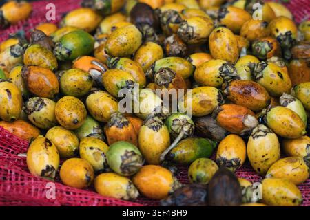 Eine Nahaufnahme von geernteten Betelnüssen, den Samen der Areca catechu-Palme, die in einem roten Netzbeutel auf einem Markt in Sri Lanka zusammengestapelt wurden. Stockfoto
