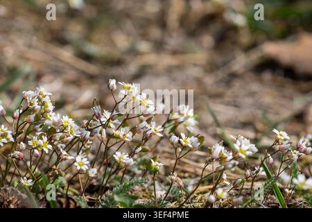 Kleine weiße Weissgras-Blüten (Draba Verna) blühen nahe am Waldboden im frühen Frühlingssonnenlicht. Stockfoto