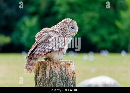 Tawny Eulen auf einem gehäuften Baumstumpf, mit braunem Meliergefieder, abgerundetem Kopf und großen dunklen Augen vor einem weichen grünen Hintergrund. Stockfoto