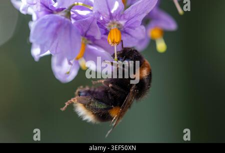 Hummel Füttern Stockfoto