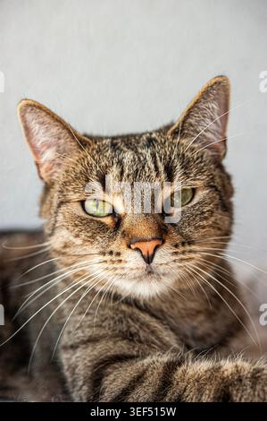 Porträt einer Tabbykatze in Nahaufnahme mit grünen Augen in Innenräumen, detaillierten Barthaaren und ruhigem Katzenausdruck Stockfoto