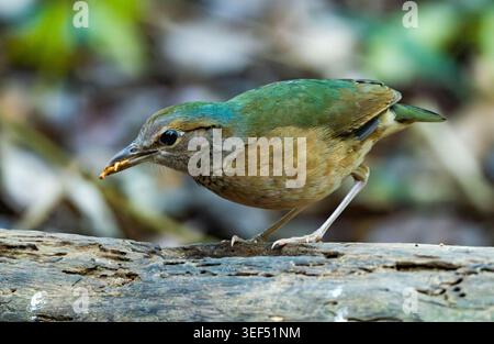 Ein Blue-Rumped Pitta (Hydrornis soror), der im Wald auf der Suche ist. Vietnam. Stockfoto