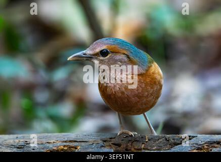 Ein Blue-Rumped Pitta (Hydrornis soror), der im Wald auf der Suche ist. Vietnam. Stockfoto