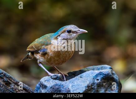 Ein Blue-Rumped Pitta (Hydrornis soror), der im Wald auf der Suche ist. Vietnam. Stockfoto