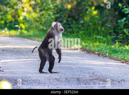 Ein nördlicher Schwanzmakaken (Macaca leonina), der die Straße überquert. Cat-Tien-Nationalpark, Vietnam. Stockfoto
