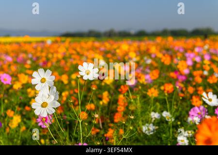 Weiße Kosmos blüht im Vordergrund mit bunten orange, rosa und gelben Blüten im Hintergrund. Helles Sonnenlicht und weicher Bokel Stockfoto