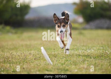 Ein gemischter Hund rennt auf Frisbee zu über Grasfeld draußen. Spielerische Aktivität und Bewegung sorgen für eine dynamische Sportatmosphäre. Stockfoto