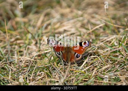 Europäischer Pfauenfalter (Aglais io), der auf trockenem Frühlingsgras ruht und seine leuchtend orangefarbenen Flügel mit markanten Augenflecken bei natürlichem Sonnenlicht zeigt. Stockfoto